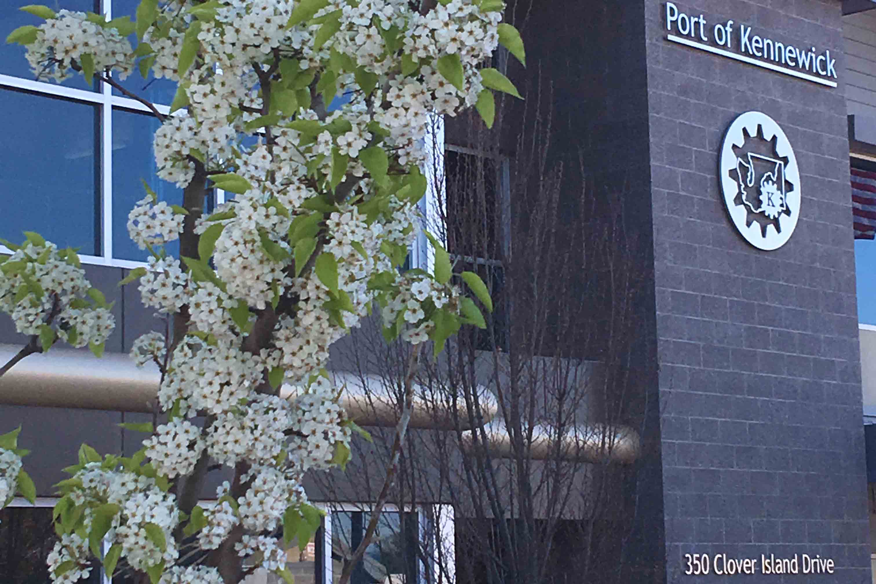 Flowering tree in front of Port of Kennewick offices.