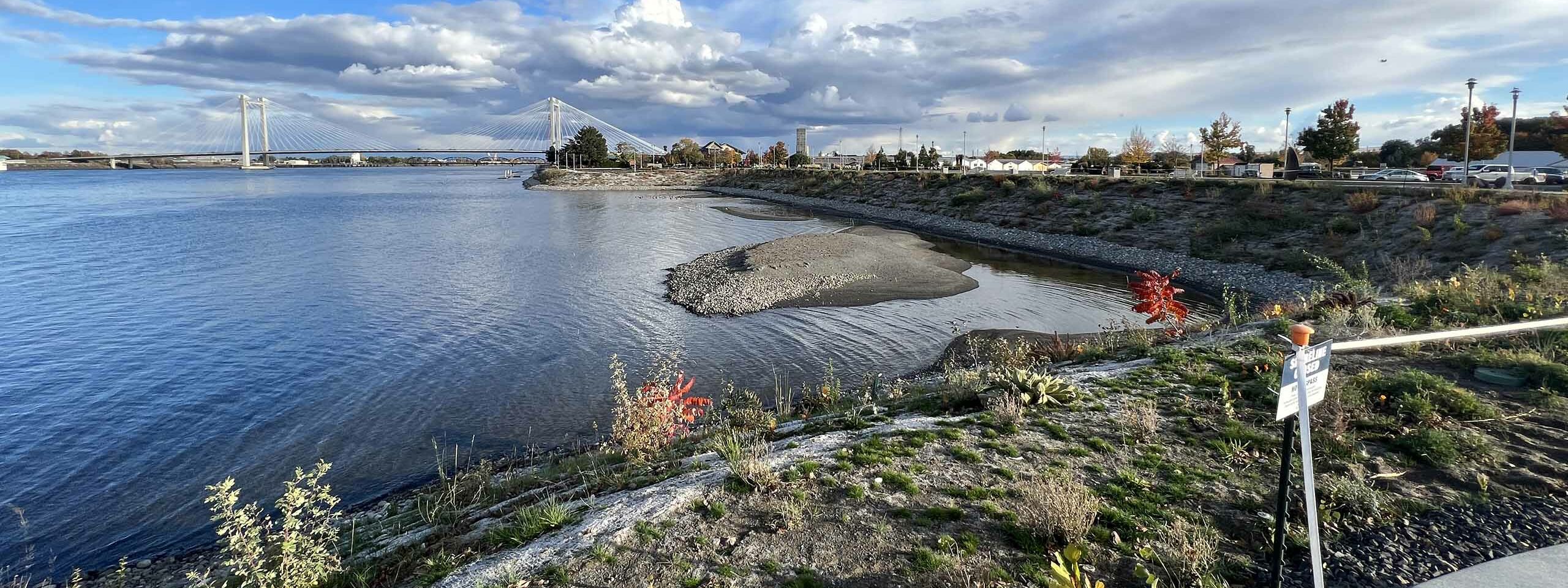 New plantings along the river shore and Clover Island "notch" help stabilize the shoreline.