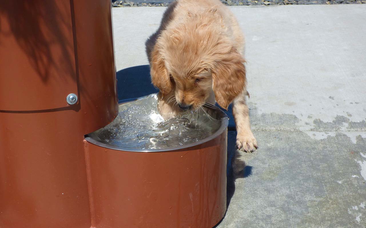 Puppy exploring the doggie water fountain on Clover Island.