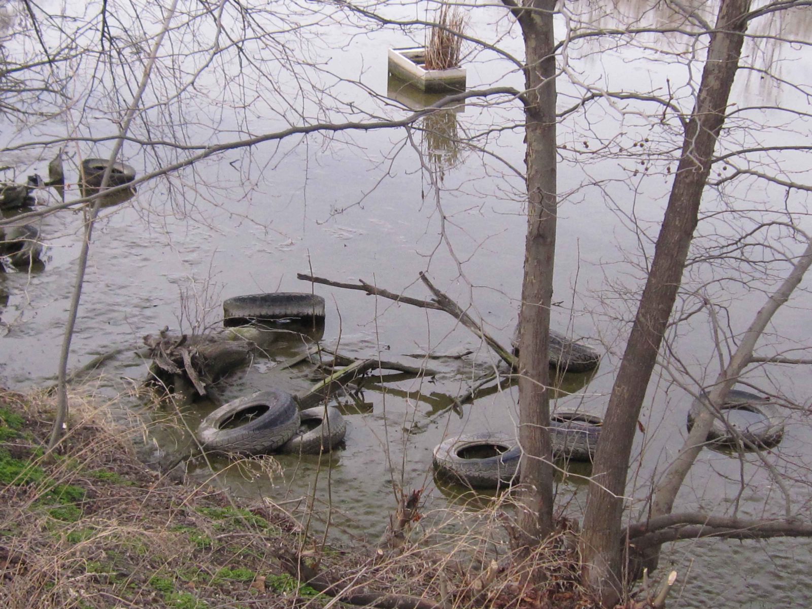 Discarded tires and debris in the pond before clean-up work begins.