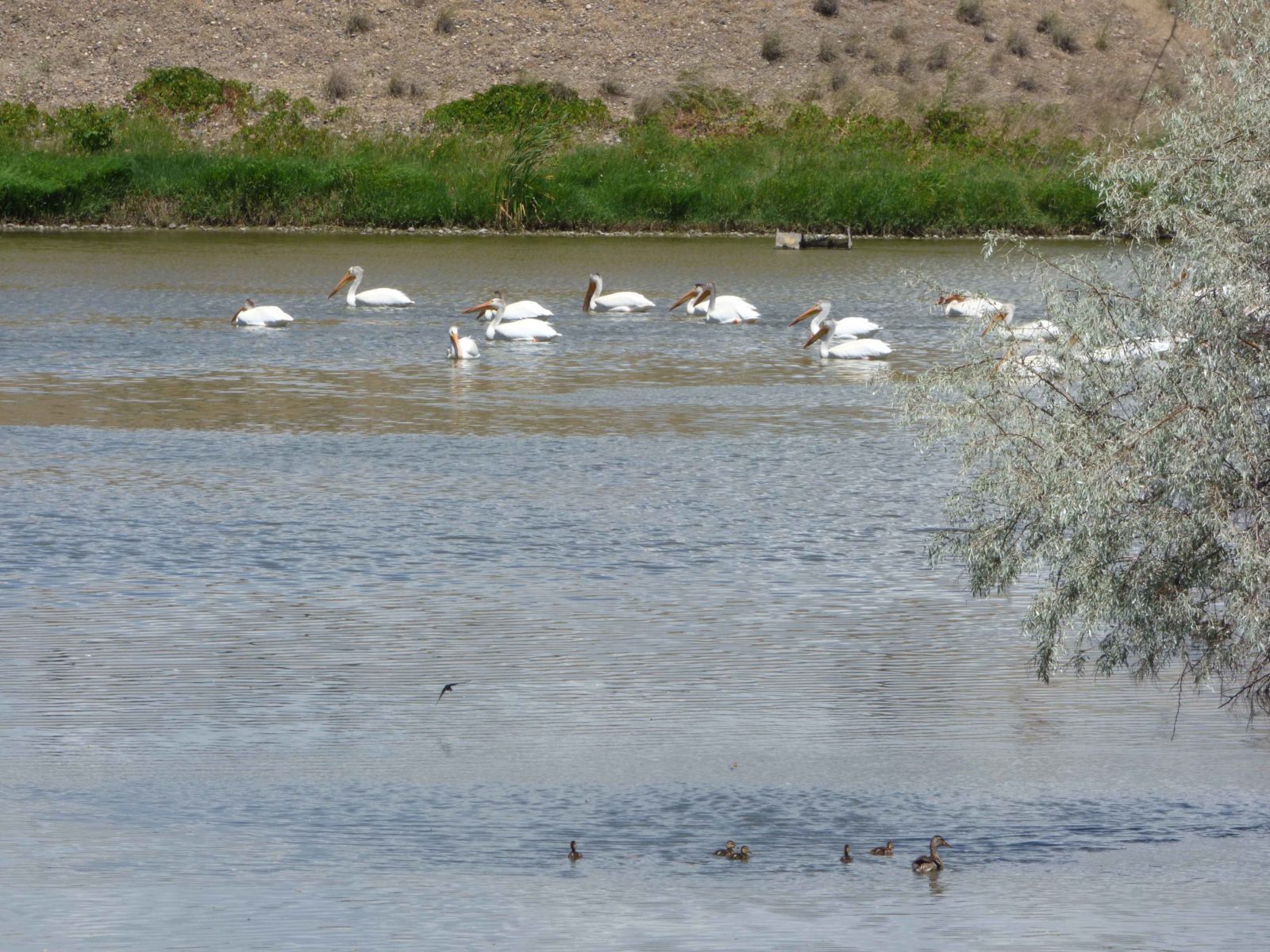American White Pelicans and Mallard Ducks in the pond near The Willows.