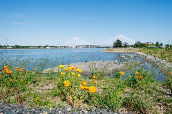New flowers in bloom and other plants along the river shore and Clover Island 