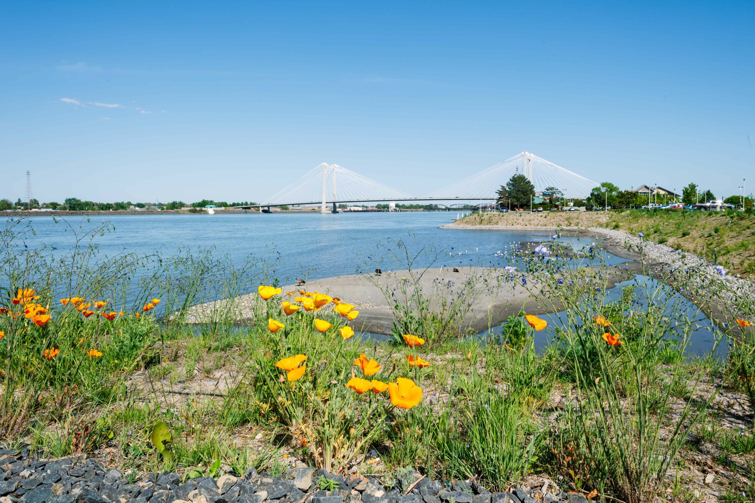 New flowers in bloom and other plants along the river shore and Clover Island "notch" area, which help stabilize the shoreline.