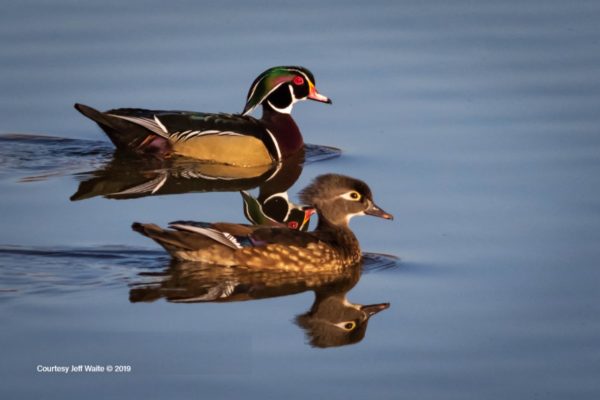 Wood Ducks in pond at Columbia Gardens.